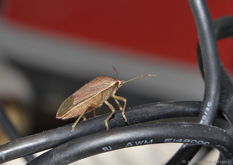 Heteroptera dal mio PC